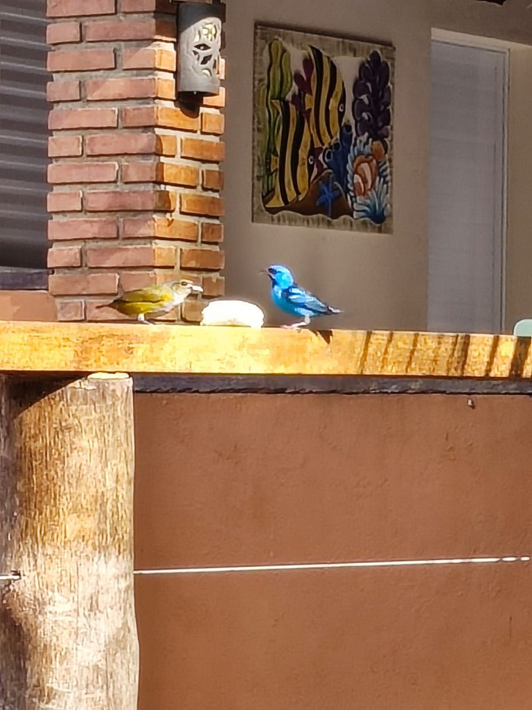 Chalé Bosque da Cocanha-chalé master